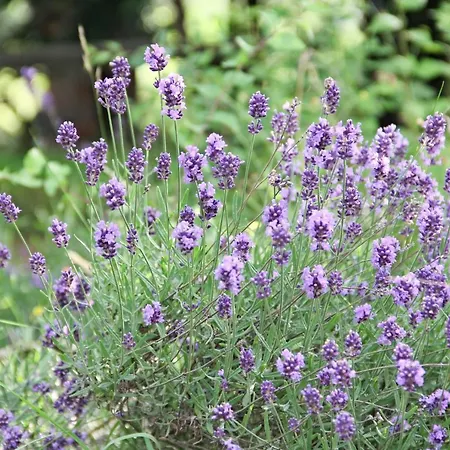 De Provence Tuchomerice